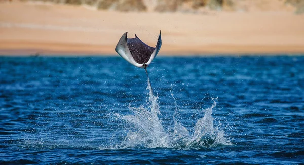 Mobula ray kiugrott a víz — Stock Fotó