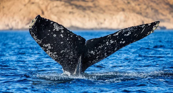 突背クジラの尾 — ストック写真