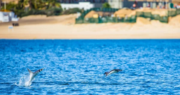 Sudan atlama Mobula ışınları