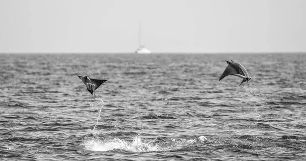 Rayos de Mobula saltando del agua — Foto de Stock