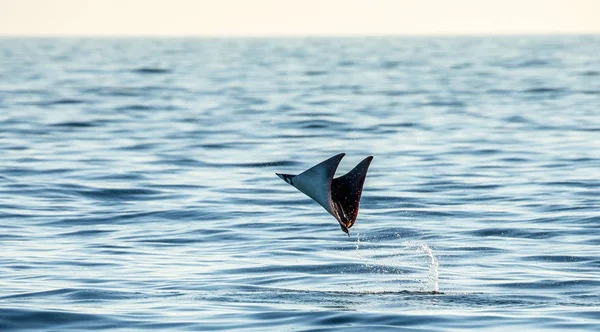 Mobula ray kiugrott a víz — Stock Fotó