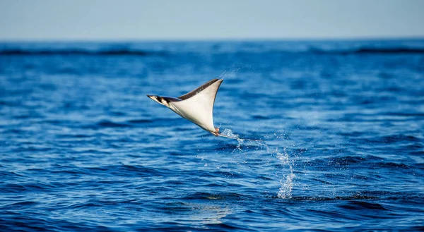 Mobula ray sudan atlama