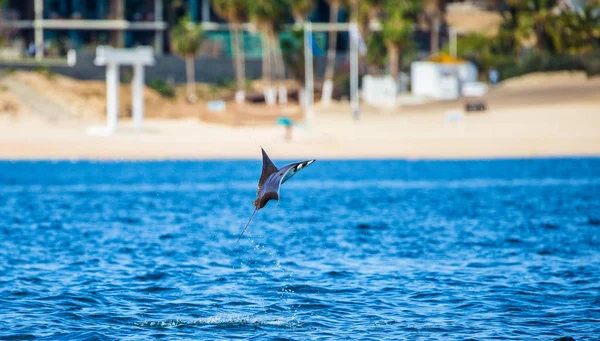 Mobula ray sudan atlama