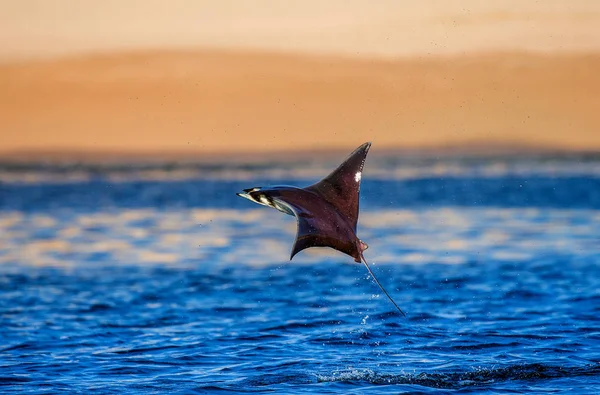 Mobula ray vyskočil z vody — Stock fotografie