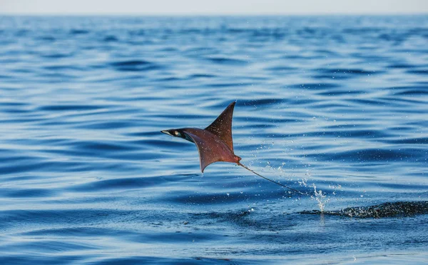 Mobula ray vyskočil z vody — Stock fotografie