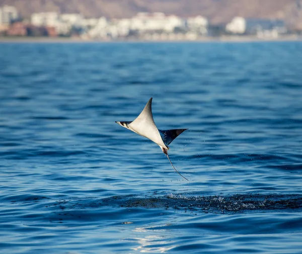 Mobula ray vyskočil z vody — Stock fotografie