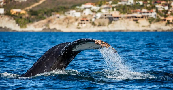 kambur balina kuyruğu
