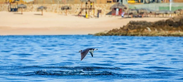 Mobula ray sudan atlama