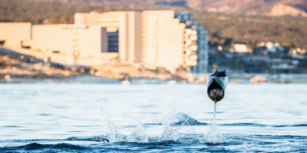 Mobula ray sudan atlama