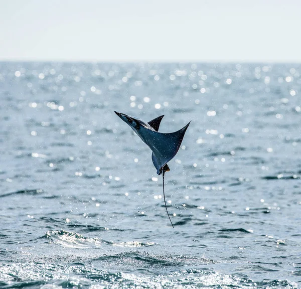 Mobula ray springt aus dem Wasser — Stockfoto