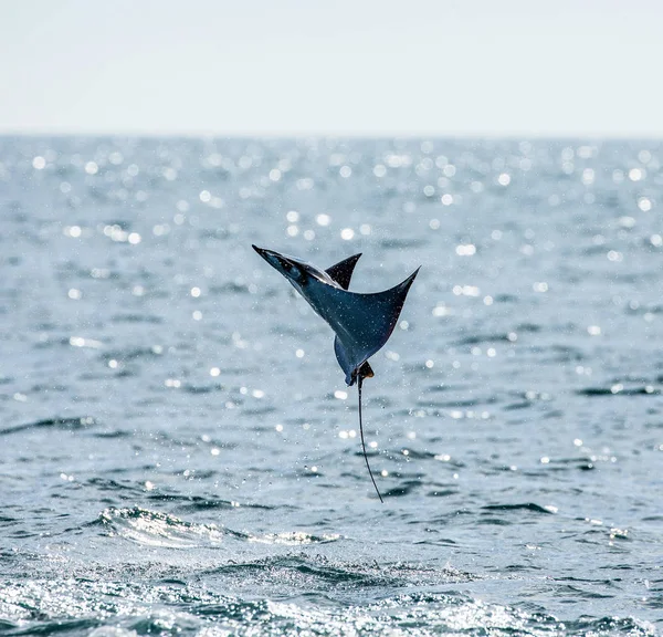 Mobula ray vyskočil z vody — Stock fotografie