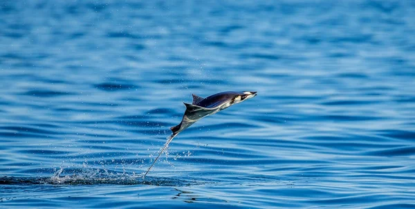 Mobula ray sudan atlama