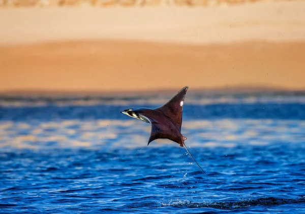 Mobula ray sudan atlama