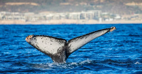 kambur balina kuyruğu