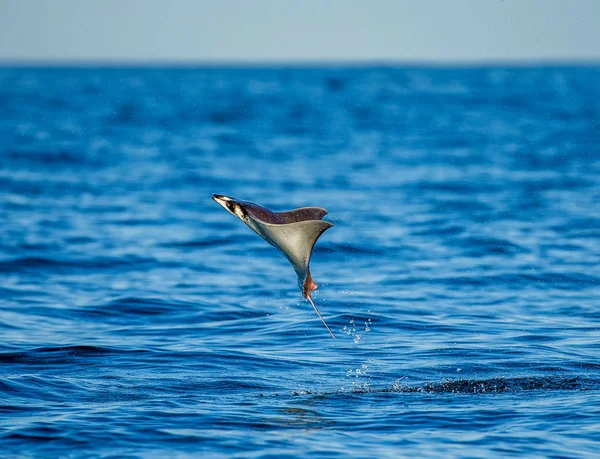 Mobula ray kiugrott a víz — Stock Fotó