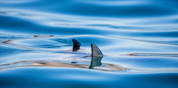 水から覗いて Mobula のフィン — ストック写真