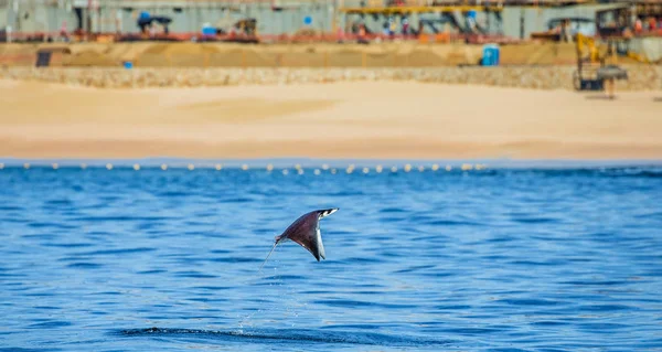 Mobula ray sudan atlama
