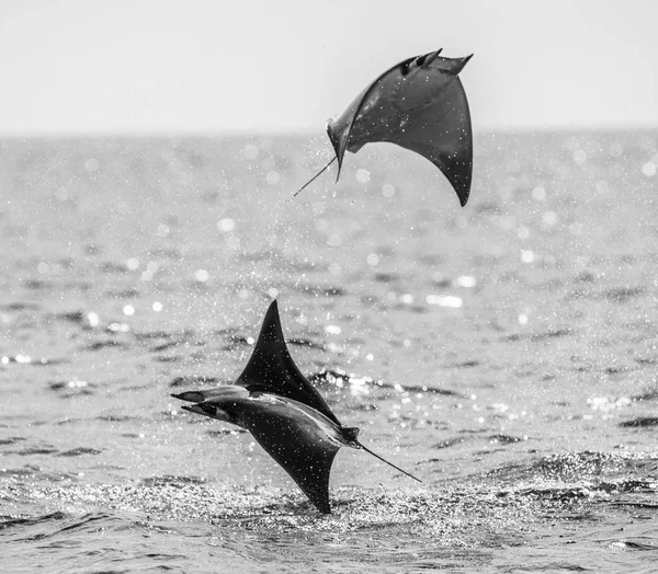 Raios Mobula pulando para fora da água — Fotografia de Stock