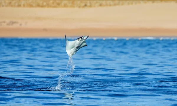 Mobula ray sudan atlama