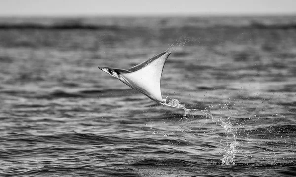 Mobula ray sudan atlama
