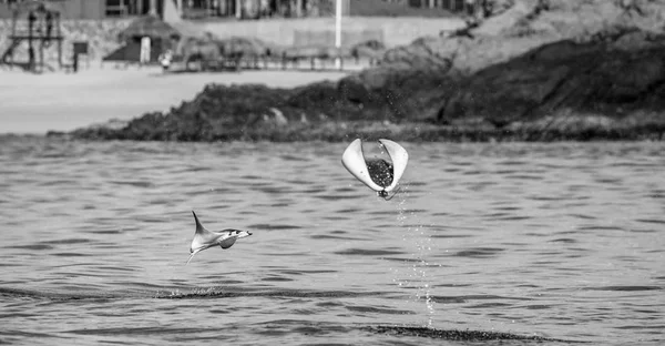 Sudan atlama Mobula ışınları