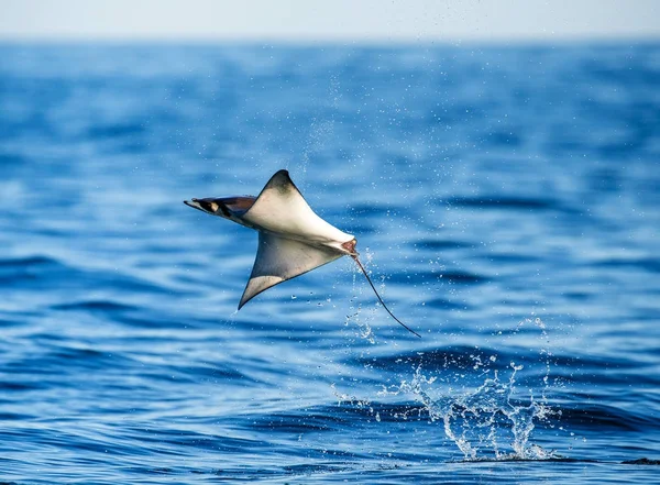 Mobula ray vyskočil z vody — Stock fotografie