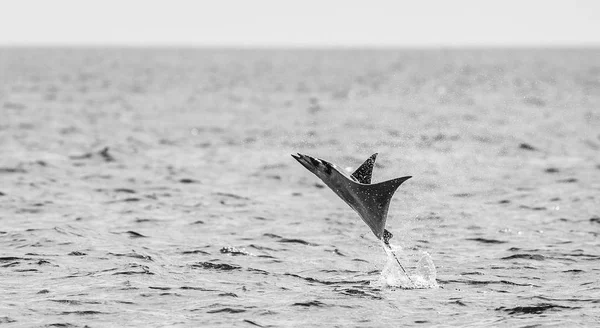 Mobula ray sudan atlama