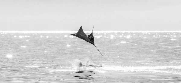 Mobula ray kiugrott a víz — Stock Fotó