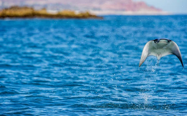 Mobula ray sudan atlama