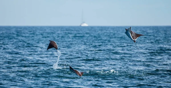 Rayos de Mobula saltando del agua —  Fotos de Stock