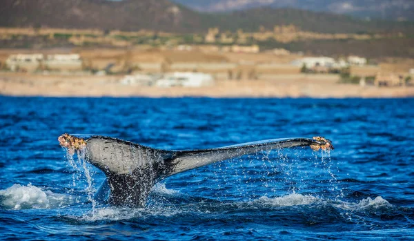 Schwanz eines Buckelwals — Stockfoto