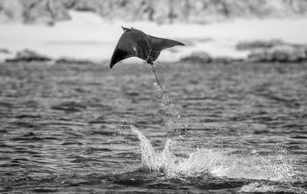 Mobula ray vyskočil z vody — Stock fotografie
