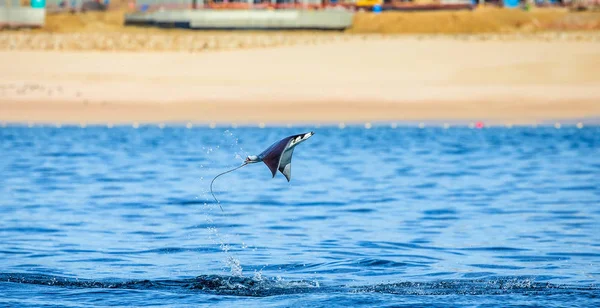 Mobula ray saltando del agua —  Fotos de Stock