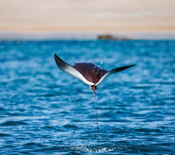 Mobula ray vyskočil z vody — Stock fotografie