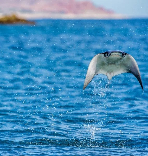 Mobula ray sautant hors de l'eau — Photo
