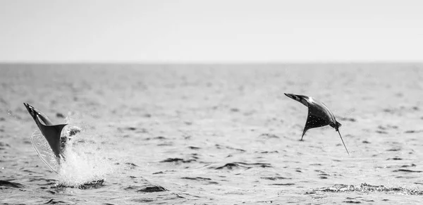 Sudan atlama Mobula ışınları — Stok fotoğraf