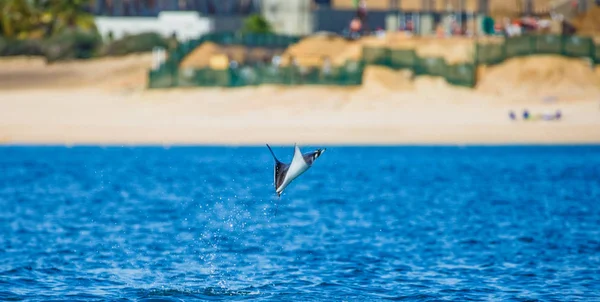 Mobula ray sudan atlama