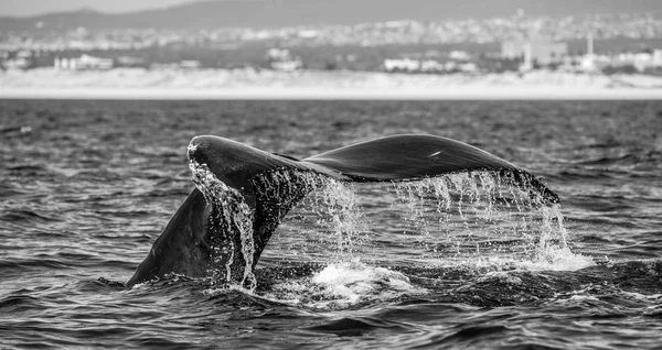 kambur balina kuyruğu