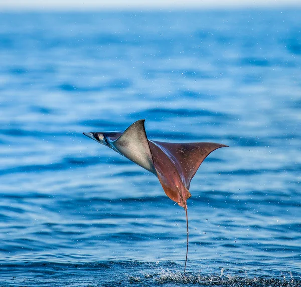 Mobula ray kiugrott a víz — Stock Fotó