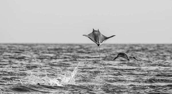 Raios Mobula pulando para fora da água — Fotografia de Stock