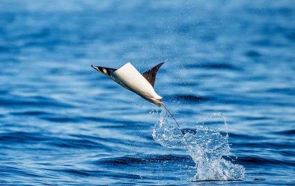 Mobula ray sudan atlama