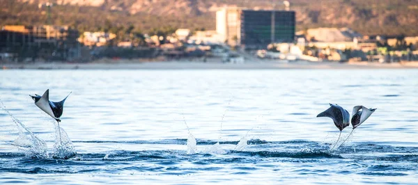 Sudan atlama Mobula ışınları