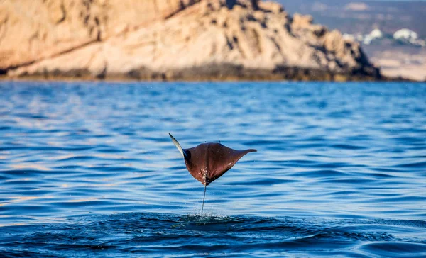 Mobula ray saltando del agua — Foto de Stock