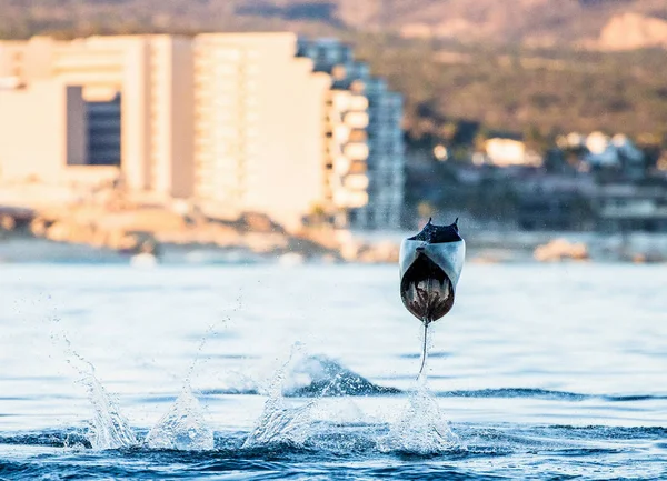 跳出水面的莫布拉雷 — 图库照片