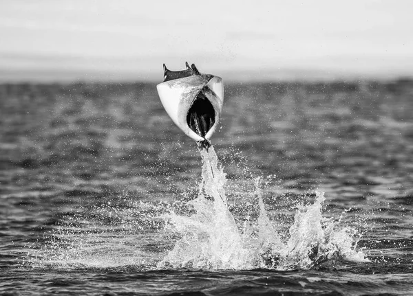 Mobula ray wyskakując z wody — Zdjęcie stockowe