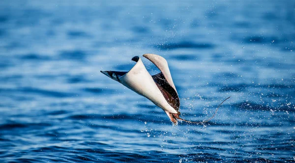 Mobula ray sudan atlama