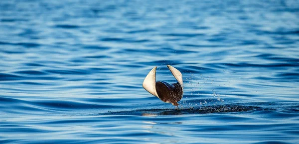Mobula ray sautant hors de l'eau — Photo