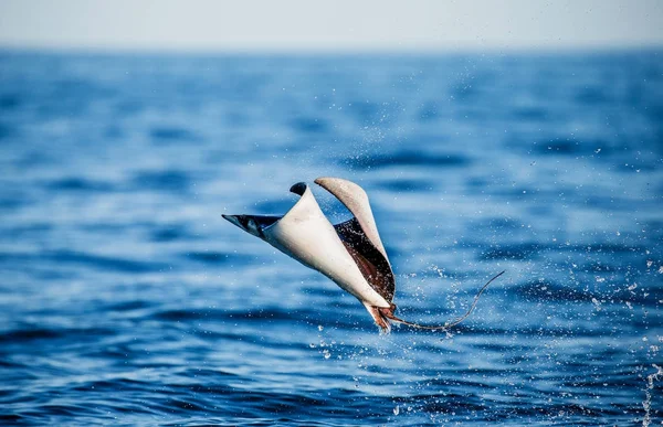 Mobula ray sudan atlama