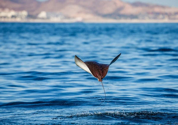 Mobula ray kiugrott a víz — Stock Fotó