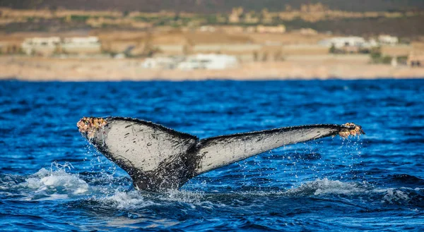 突背クジラの尾 — ストック写真